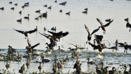 Migratory birds battle poachers in Khulna
