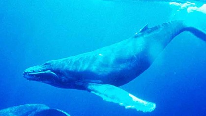 Researchers report first recording 
of blue whale’s heart rate