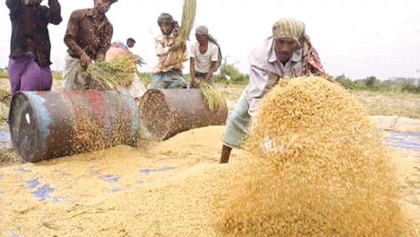 Govt to buy 12.50 lakh tonnes  Boro rice to boost buffer stock
