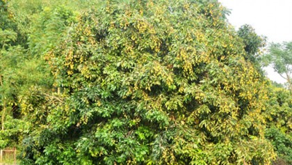 Growers expect bumper production of litchi