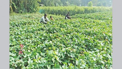 Rajshahi farmers eye bumper sweet potato yield