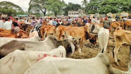 Cattle traders get ready for Eid-ul-Azha