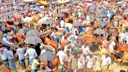 Glut of sacrificial animals 
in Tangail cattle markets