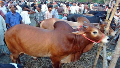 Ctg cattle markets gain momentum