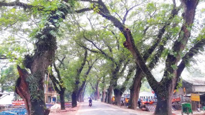 No felling of  century-old trees on Jessore road for now 