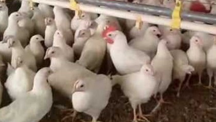 Marginal women generating income thru’ chicken farming