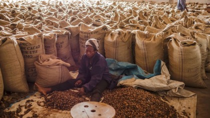 Congolese cocoa waits for peace to pursue sweet future