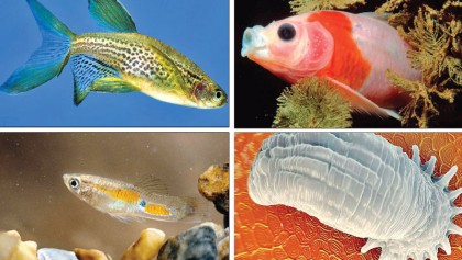 Why some cold-blooded animals can get a fever