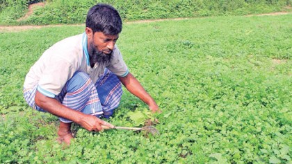 Growers profit from coriander farming