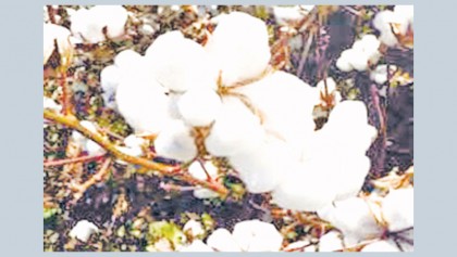 Experts for enhancing research on cotton cultivation