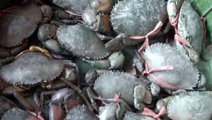 Year 2020: Covid takes a toll on Khulna's seafood exports
