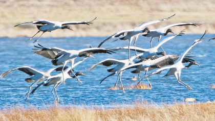 Black-necked cranes wintering in Yunnan’s Dashanbao hits record high