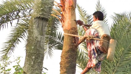 Tapping of date juice begins in Jashore