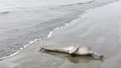 Dead dolphin found on Kuakata sea beach