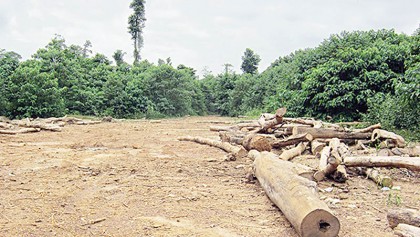 No let-up in deforestation 