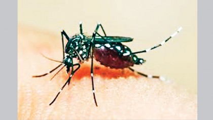 Dengue infection much higher this year: Health Minister Maleque