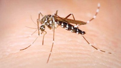 Dengue takes alarming 
turn in capital