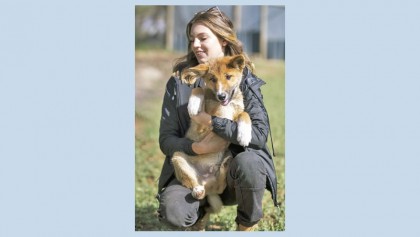 Lost pup turns out to be rare purebred dingo