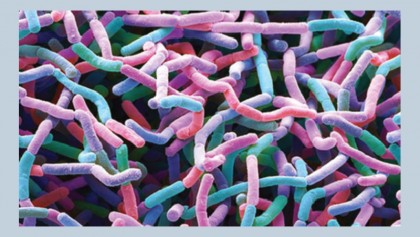 New antibiotic family discovered in dirt