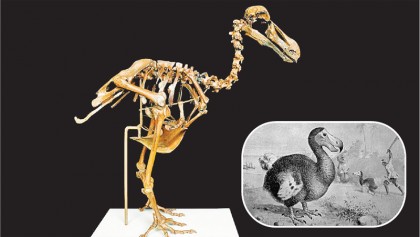 How humanity first killed dodo, then lost it as well 