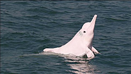 The last of the pink dolphins