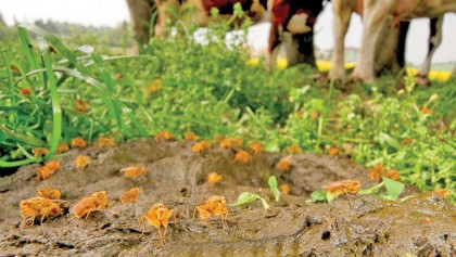 Some dung beetles have taken to decapitating millipedes