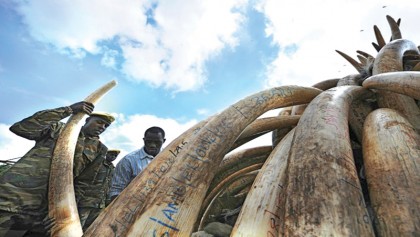 Kenya demands total ivory ban 
to stop elephant slaughter