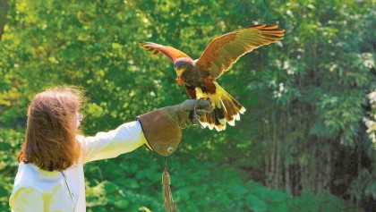 How Irish falconry changed language