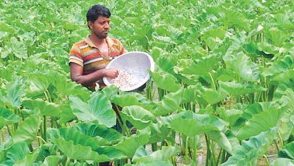 Arum farming allures farmers