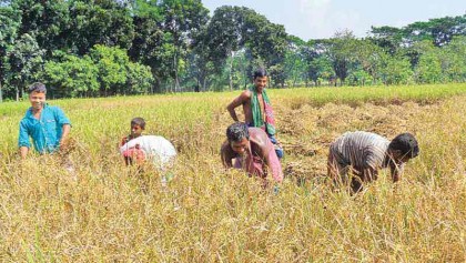 Aman farming target exceeded in Bhola