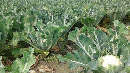 Winter vegetable farming target exceeds in Rangpur region