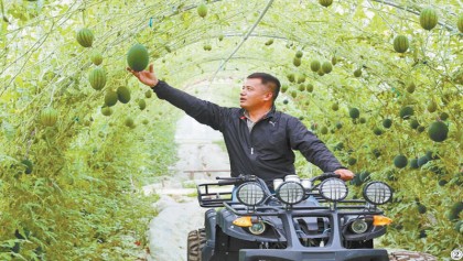 Zhejiang farmer increases income by growing melons in a new way
