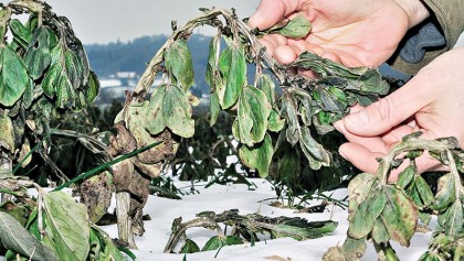 Scientists search wild for food plant genes