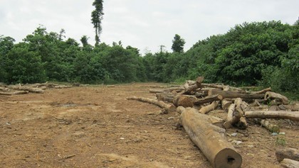 Dwindling forest cover