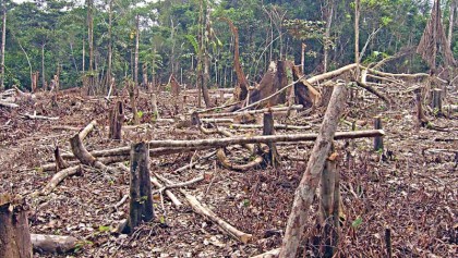 Stopping  destruction of forests