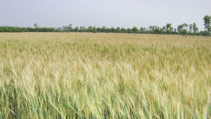 Drought-tolerant wheat varieties gain popularity in Barind