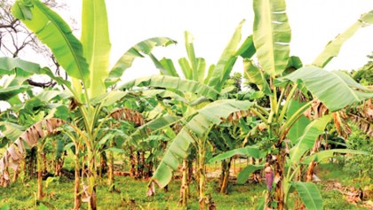 Banana farming gains ground in Rajshahi