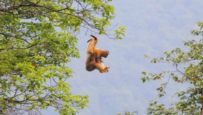Meet gibbons in Mt. Wuliang