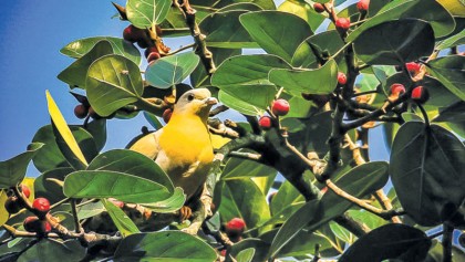 Near extinct ‘harial’ spotted in Meherpur