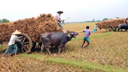 Prospects of sesame farming bright in dried Barind tract