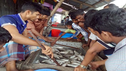 Good catches of hilsa 
in Laxmipur 