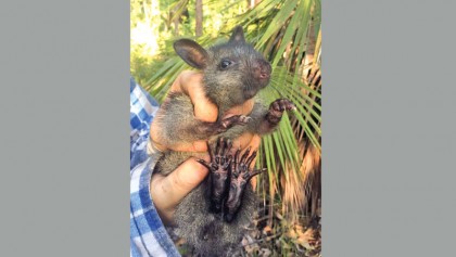 ‘Amazing’ rediscovery of rare Australian tree-rat