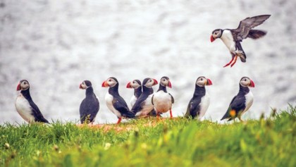 The island where people eat puffins
