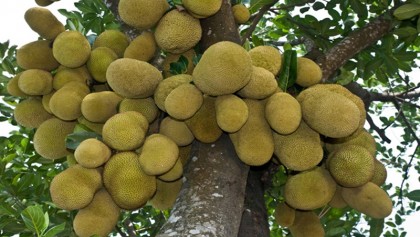 Farmers eye bumper jackfruit production