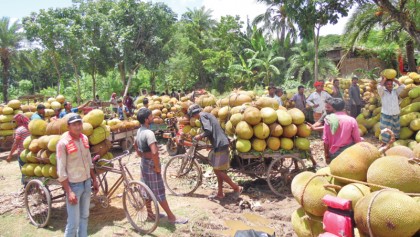 Growers disappointed as jackfruit prices fall