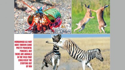 The most powerful punches and kicks of all time