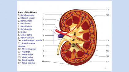 Understanding kidney diseases