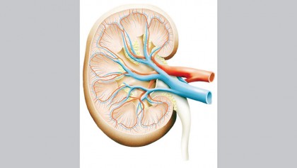 HC sets out guidelines 
for kidney donation