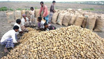 Over one lakh MT potato produced in Jamalpur