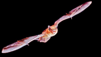 Life may actually be getting better at evolving
